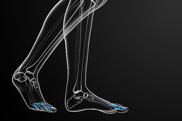 포토 JPG 해외이미지 해부 뼈 골격 건강 사람 사람없음 3D 발가락 양발 해외202004 해외포토 의학 발 디지털합성 파일형식