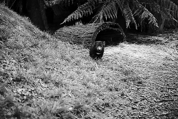 포토 JPG 해외이미지 동물 사람없음 호주 주머니곰 해외202004 해외포토 포유류 오세아니아 파일형식