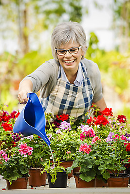 포토 JPG 해외이미지 식물 직업 여자 행복 중년 한명 사람 취미 정원 앞치마 꽃집 물주기 원예 정원가꾸기 온실 중년여자한명만 해외202004 해외포토 1 감정 모션 성인 상점 여자한명만 중년여자만 파일형식