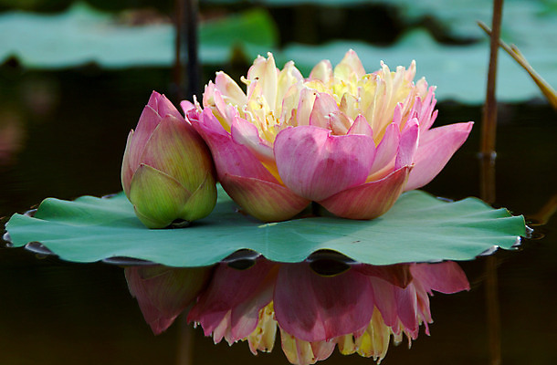 포토 JPG 해외이미지 식물 전통 디자인 공원 꽃잎 꽃 아시아 호수 분홍색 백그라운드 컨셉 잎 꽃무늬 불교 자연 벽지 휴식 연꽃 동양인 풍경 사람없음 초록색 물 여름 환경 정원 벚꽃 연못 신선 개화 닫기 맛 심볼 순수 아로마 내추럴 스타일 정확 해외202004 해외포토 자연요소 계절 공공시설 나라 종교 컬러 무늬 모션 인종 생태계 파일형식