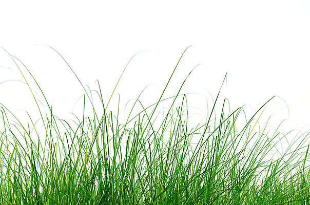 포토 JPG 해외이미지 식물 밭 자연 잔디 초원 사람없음 초록색 여름 환경 흰배경 고립 해외202004 해외포토 계절 컬러 백그라운드 농업 흰색 생태계 파일형식