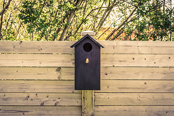 포토 JPG 해외이미지 나무 동물 라이프스타일 계절 공원 야생동물 자연 조류 지붕 주택 사람없음 야외 목재 장식 초록색 여름 울타리 상자 컬러풀 평화 환경 정원 봄 흰색 나뭇가지 시골 구멍 둥지 숲 작음 오브젝트 장면 새장 서식지 줄서기 핸드메이드 해외202004 해외포토 식물 공공시설 컬러 컨셉 재료 모션 건물 생활 담장 크기 생태계 케이지 파일형식