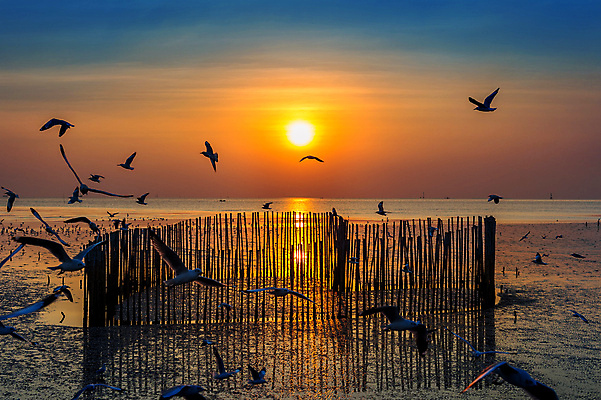 포토 JPG 해외이미지 동물 구름 계절 실루엣 야생동물 바다 백그라운드 날개 오렌지 자연 갈매기 조류 하늘 주택 풍경 사람없음 빨간색 물 여름 빛 강 햇빛 태양 일출 일몰 자유 가을 그룹 황금 저녁 거위 천국 넘어짐 수평선 해외202004 해외포토 자연요소 컬러 컨셉 과일 모션 촬영기법 건물 노을 야간 생태계 파일형식