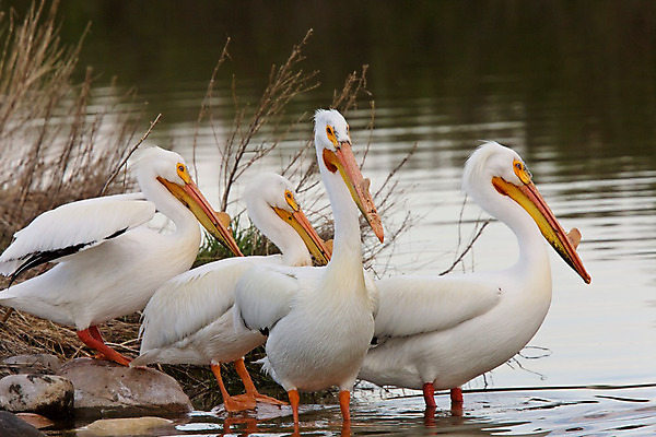 포토 JPG 해외이미지 동물 야생동물 자연 조류 하늘 사람없음 물 파란색 흰색 그룹 펠리컨 부리 플로리다 해외202004 해외포토 자연요소 컬러 미국 생태계 파일형식