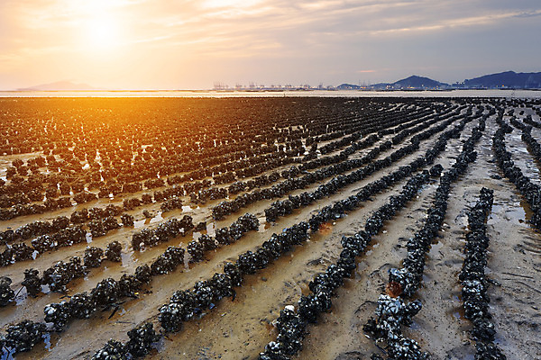 포토 JPG 해외이미지 바다 자연 하늘 풍경 사람없음 야외 빨간색 빛 햇빛 태양 반사 노란색 평화 일출 검은색 황혼 일몰 보트 수평선 해외202004 해외포토 자연요소 컬러 컨셉 배_교통 노을 생태계 파일형식