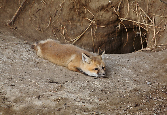 포토 JPG 해외이미지 주간 한마리 야생동물 엎드리기 사람없음 야외 구멍 여우 해외202004 해외포토 자연요소 동물 1 포유류 모션 파일형식