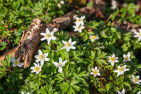 포토 JPG 해외이미지 식물 계절 공원 꽃잎 꽃 백그라운드 꽃무늬 밭 자연 잔디 초원 사람없음 야외 장식 초록색 여름 빛 햇빛 환경 정원 맑음 화목 봄 활발 들꽃 성장 벚꽃 흰색 전원 신선 숲 허브 순수 내추럴 생태학 아네모네 해외202004 해외포토 공공시설 교육 컬러 컨셉 무늬 농업 날씨 전기에너지 생태계 파일형식