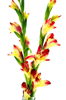 포토 JPG 해외이미지 식물 디자인 꽃잎 꽃 줄기 분홍색 꽃다발 백그라운드 단풍 잎 꽃무늬 자연 휴가 선물 사람없음 초록색 여름 노란색 정원 성장 벚꽃 가을 흰색 닫기 다발 오브젝트 원예 엘리먼트 해외202004 해외포토 계절 컬러 무늬 모션 취미 생태계 파일형식