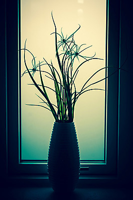 포토 JPG 해외이미지 식물 디자인 꽃잎 꽃 실루엣 화분 화초 백그라운드 잎 꽃무늬 창문 자연 유리 주택 실내 사람없음 내부 장식 초록색 컬러풀 햇빛 우주 환경 꽃병 어둠 방 욕실 성장 벚꽃 신선 개화 냄비 오브젝트 내추럴 심기 엘리먼트 스타일 해외202004 해외포토 컬러 무늬 모션 재질 촬영기법 건물 태양 솥 생태계 파일형식