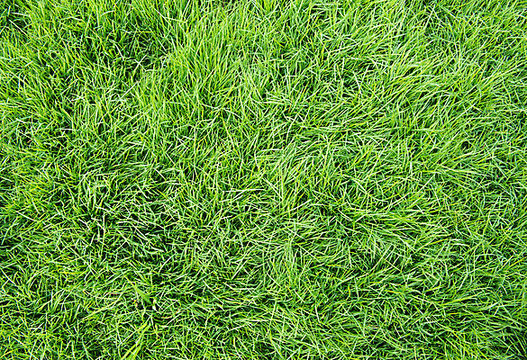 포토 JPG 해외이미지 식물 라이프스타일 공원 백그라운드 잎 패턴 밭 골프 자연 추상 잔디 사람없음 야외 초록색 우주 환경 축구 봄 성장 신선 땅 질감 내추럴 그리너리 해외202004 해외포토 계절 공공시설 컬러 무늬 농업 생활 구기 생태계 파일형식 트랜드컬러