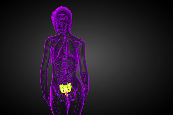 포토 JPG 해외이미지 해부 뼈 골격 사람 사람없음 기둥 척추 해외202004 해외포토 건축 의학 파일형식