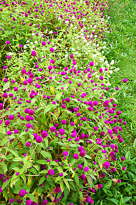 포토 JPG 해외이미지 식물 공원 꽃 야생동물 분홍색 백그라운드 패턴 밭 자연 벽지 버튼 동양인 사람없음 야외 빨간색 초록색 빛 컬러풀 햇빛 노란색 지구본 정원 일본 보라색 화목 봄 활발 벚꽃 신선 그룹 닫기 작음 묘사 원예 아로마 해외202004 해외포토 동물 계절 공공시설 아시아 컬러 컨셉 무늬 농업 모션 인종 취미 태양 크기 생태계 파일형식