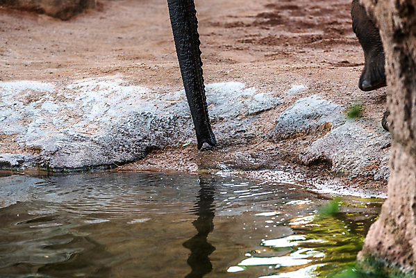 포토 JPG 해외이미지 나무 동물 공원 음료 야생동물 어린이 여행 밭 포유류 아프리카 자연 하늘 코끼리 풍경 사람없음 야외 물 강 환경 마시기 시골 그룹 황무지 보호 군중 작음 큼 충돌 사파리 탱크 귀 멸종 송아지 보츠와나 사바나 해외202004 해외포토 자연요소 식물 공공시설 나라 새끼 컨셉 농업 모션 사람 신체부위 소 크기 생태계 파일형식