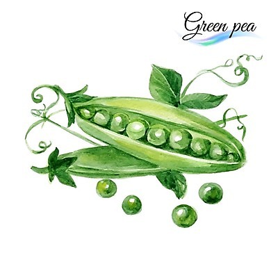 EPS 해외이미지 식물 디자인 음식 백그라운드 다이어트 채소 일러스트 재료 자연 수채화 콩 건강 식이요법 미술 씨앗 장식 초록색 식사 페인트 수확 흰색 신선 달콤 맛 낟알 스케치 먹기 오브젝트 그림 유기농 완두콩 날것 비타민 내추럴 고립 꼬투리 숙성 엘리먼트 채식주의자 비건 해외202004 해외일러스트 웰빙 컬러 컨셉 농업 모션 문화예술 곡류 생태계 채식 영양소 파일형식 벡터