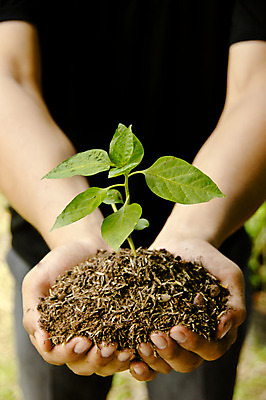 포토 JPG 해외이미지 나무 식물 손 잎 아이디어 건강 관리 취미 신체부위 정원 심볼 시작 원예 정원가꾸기 모종 해외202004 해외포토 컨셉 사람 파일형식