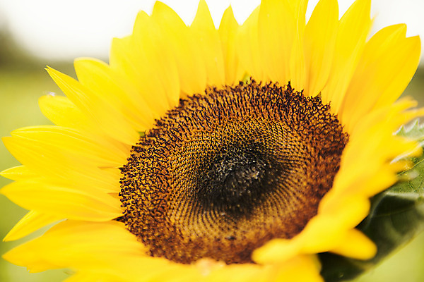 포토 JPG 해외이미지 식물 구름 꽃잎 밭 자연 하늘 해바라기 사람없음 야외 초록색 여름 노란색 호주 해외202004 해외포토 자연요소 계절 꽃 컬러 농업 오세아니아 생태계 파일형식