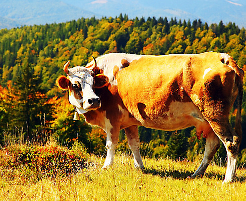 포토 JPG 해외이미지 동물 1 유럽 밭 농업 포유류 자연 하늘 서기 풍경 잔디 초원 사람없음 야외 초록색 여름 농장 농경지 갈색 마을 환경 가축 봄 목장 활발 소고기 흰색 시골 신선 소 닫기 방목 땅 황소 밭일 찰과상 목가 해외202004 해외포토 식물 계절 나라 산업 컬러 컨셉 모션 육류 축산업 상처 생태계 파일형식
