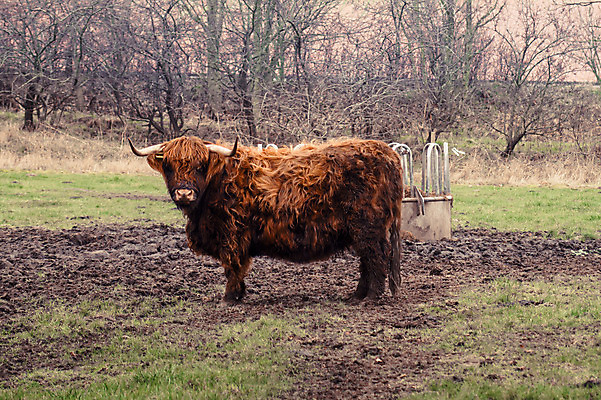 포토 JPG 해외이미지 동물 전통 문화 얼굴 섬 여행 밭 농업 포유류 자연 털 뿔 서기 풍경 초원 사람없음 야외 농장 갈색 가축 가을 시골 소 방목 황소 코 지역 진흙 내추럴 송아지 산악지대 밭일 스코틀랜드 해외202004 해외포토 계절 산업 새끼 컬러 모션 영국 산 신체부위 축산업 생태계 파일형식