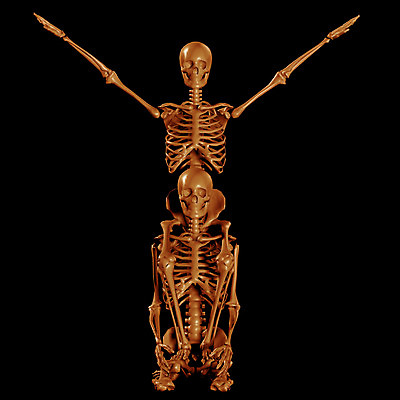 JPG 알파벳 영어 일러스트 뼈 해골 사람없음 컴퓨터그래픽 3D 장기 근골격기관 휴먼 Y 국내일러스트 문자 신체 그래픽 장기_의학 디지털합성 파일형식