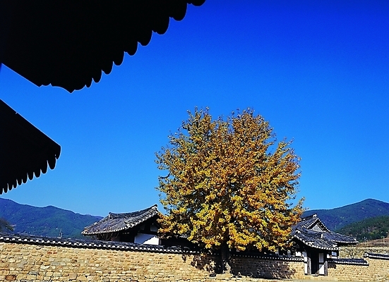 포토 주간 나무 식물 한국문화 한국전통 전통 시설물 건축물 건축 전통문화 고건축 한국건축 하늘 지붕 산 한옥 주택 돌담 기와 기와집 그림자 풍경 사람없음 야외 건물 담장 햇빛 마을 동양건축 시골 시골집 처마 한옥마을 국내포토 자연요소 동양문화 문화 한국 태양 돌_바위 파일형식 동양