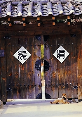 포토 주간 나무 동물 문자 한마리 한국문화 한국전통 전통 시설물 건축물 기호 현대건축 건축 반려견 전통문화 고건축 한국건축 한옥 기와 그림자 앉기 사람없음 야외 건물 목재 반려동물 햇빛 문 한자 건축부분 오픈 개 강아지 대문 전통문 나무문 진돗개 반려 국내포토 자연요소 식물 1 동양문화 문화 재료 포유류 모션 한국 태양 파일형식