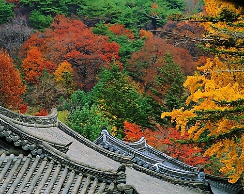 포토 주간 나무 식물 한국문화 한국전통 전통 시설물 건축물 계절 현대건축 건축 전통문화 단풍 고건축 한국건축 단풍나무 지붕 한옥 주택 기와 기와집 사람없음 야외 건물 가을 건축부분 숲 국내포토 자연요소 동양문화 문화 잎 한국 파일형식