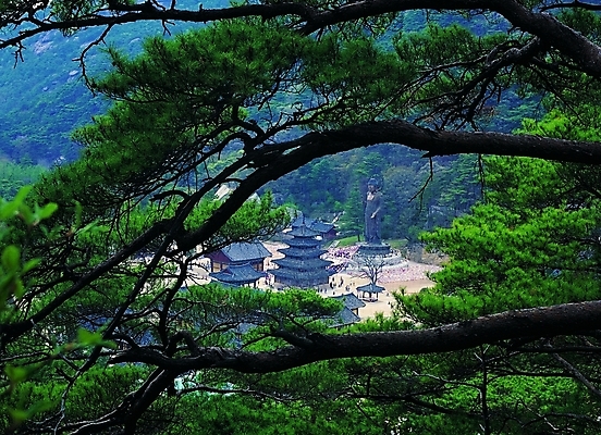 포토 주간 나무 식물 한국문화 한국전통 전통 시설물 건축물 건축 종교 전통문화 고건축 불교 한국건축 종교건축 자연 산 기와 사람없음 야외 건물 하이앵글 탑 동양건축 문화재 시골 소나무 사찰 숲속 숲 지역 법주사 법주사전경 보은 속리산 지명 국내포토 자연요소 동양문화 문화 뷰포인트 한국 생태계 충청북도 파일형식 동양