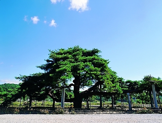 포토 주간 나무 식물 구름 문화 자연 하늘 풍경 사람없음 야외 울타리 햇빛 문화재 기둥 소나무 그늘 지역 천연기념물 석송령 송 예천 지명 국내포토 자연요소 건축 담장 태양 경상북도 생태계 파일형식