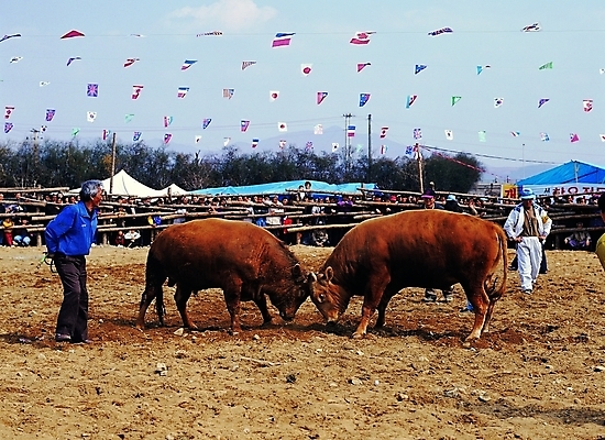 포토 주간 동물 척추동물 한국문화 한국전통 전통 여자 남자 전통문화 문화 두마리 포유류 초식동물 바닥 서기 사람 이벤트 경기 여러명 야외 울타리 마주보기 축제 전통놀이 가축 경쟁 경기장 시골 깃발 우승 소 시장 군중 땅 구경 싸움 천막 민속 관람 소싸움 주인 풍물 대회 전통축제 국내포토 자연요소 동양문화 스포츠 다수 컨셉 2 스포츠시설 모션 놀이 한국 담장 최고 파일형식