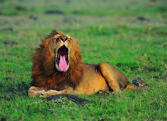 포토 주간 동물 척추동물 한마리 육지동물 야생동물 포유류 자연 생물 입벌림 앉기 초원 사람없음 야외 풀 사자 열대우림 혀 수컷 육식동물 하품 갈기 숫사자 국내포토 자연요소 식물 1 모션 표정 입 숲 생태계 생리현상 파일형식