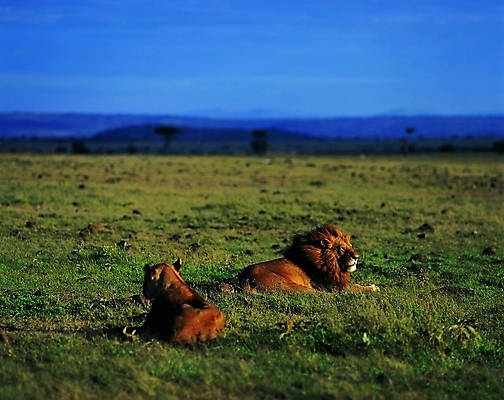 포토 주간 나무 식물 동물 척추동물 육지동물 야생동물 두마리 포유류 자연 생물 앉기 초원 사람없음 야외 사자 열대우림 수컷 육식동물 갈기 숫사자 암사자 국내포토 자연요소 2 모션 숲 암컷 생태계 파일형식