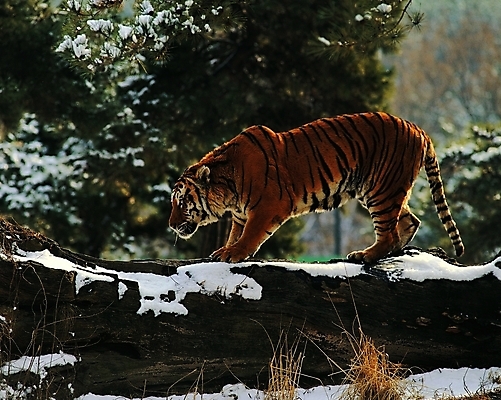 포토 주간 나무 식물 동물 척추동물 한마리 육지동물 계절 야생동물 겨울 포유류 자연 생물 서기 사람없음 야외 옆모습 눈 호랑이 숲속 숲 맹수 나무기둥 육식동물 국내포토 자연요소 1 뷰포인트 모션 날씨 생태계 파일형식
