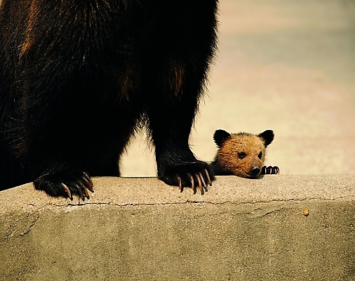 포토 동물 척추동물 육지동물 야생동물 새끼 두마리 곰 포유류 자연 생물 사람없음 야외 담장 머리 기댐 어미 육식동물 곰발바닥 발톱 흑곰 국내포토 2 모션 발 신체부위 생태계 발바닥 파일형식
