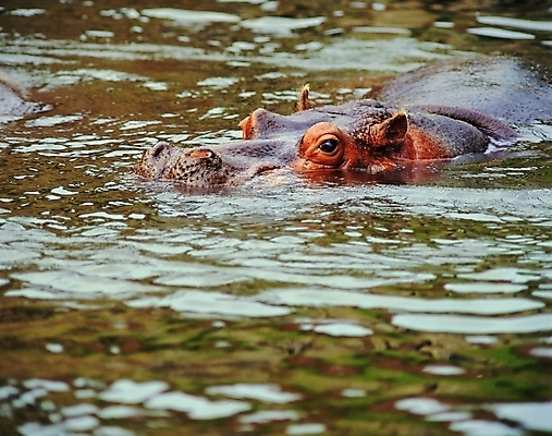 포토 동물 척추동물 한마리 육지동물 야생동물 포유류 자연 생물 사람없음 야외 물 수중 수영 개울 호흡 코 하마 우물 콧구멍 안구 수중사진 국내포토 자연요소 1 신체부위 강 수상스포츠 생태계 파일형식