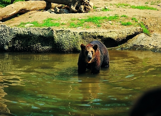 포토 주간 나무 식물 동물 척추동물 한마리 육지동물 호수 야생동물 곰 포유류 자연 생물 사람없음 야외 물 강 수중 물가 맹수 나무기둥 육식동물 불곰 수중사진 국내포토 자연요소 1 풍경 생태계 파일형식