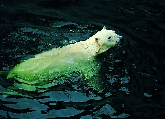 포토 동물 척추동물 한마리 육지동물 야생동물 곰 포유류 자연 생물 사람없음 물 수중 수영 맹수 백곰 육식동물 수중사진 국내포토 자연요소 1 수상스포츠 생태계 파일형식