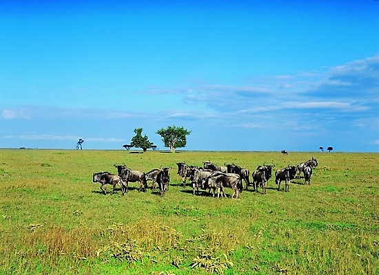 포토 주간 나무 식물 동물 구름 척추동물 육지동물 야생동물 여러마리 포유류 자연 하늘 초식동물 생물 그림자 초원 사람없음 야외 양 풀 버팔로 국내포토 자연요소 다수 소 생태계 파일형식