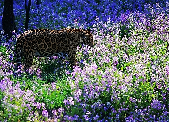 포토 주간 나무 식물 동물 척추동물 한마리 육지동물 꽃 야생동물 꽃밭 무늬 포유류 자연 생물 서기 사람없음 야외 옆모습 햇빛 보라색 들꽃 그늘 맹수 육식동물 표범 호피 국내포토 자연요소 1 뷰포인트 컬러 모션 태양 생태계 파일형식
