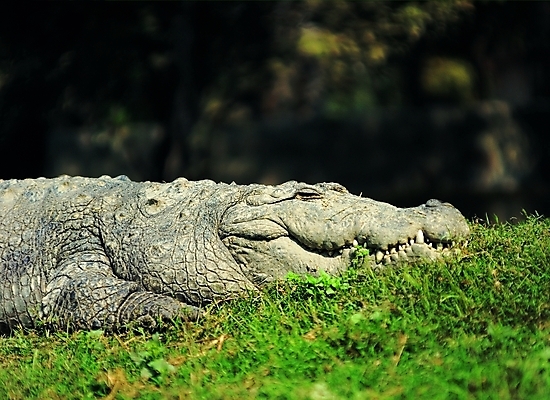 포토 동물 척추동물 한마리 야생동물 파충류 자연 생물 초원 사람없음 야외 풀 맹수 육식동물 악어 사나움 국내포토 식물 1 생태계 파일형식
