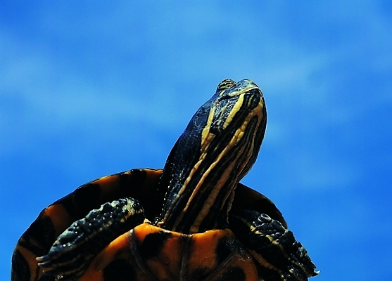 포토 주간 동물 척추동물 한마리 야생동물 로우앵글 파충류 자연 하늘 생물 근접촬영 사람없음 야외 거북이 자라 국내포토 자연요소 1 뷰포인트 생태계 파일형식