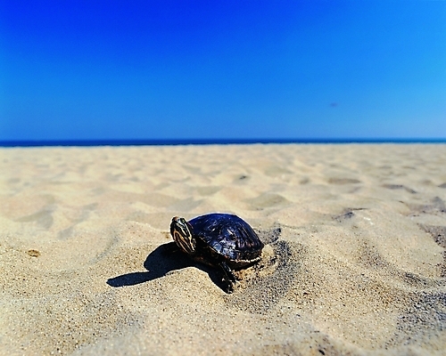 포토 주간 동물 척추동물 한마리 야생동물 모래 바다 파충류 자연 하늘 생물 그림자 해변 사람없음 야외 모래사장 햇빛 거북이 기어가기 자라 국내포토 자연요소 1 모션 태양 생태계 파일형식