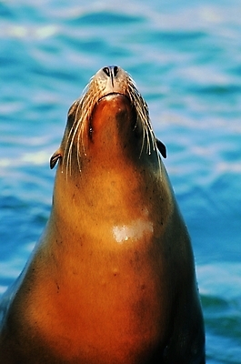 포토 동물 척추동물 한마리 야생동물 바다 포유류 자연 생물 수염 사람없음 물 바다동물 올려보기 입 물개 코 주둥이 콧구멍 국내포토 자연요소 1 모션 신체부위 수중동물 생태계 파일형식