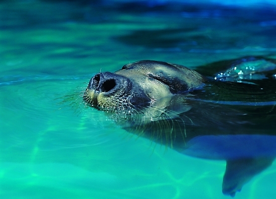 포토 동물 척추동물 한마리 야생동물 포유류 자연 생물 수염 사람없음 물 머리 수중 수영 바다동물 호흡 물개 콧구멍 수중사진 국내포토 자연요소 1 바다 신체부위 수중동물 수상스포츠 생태계 파일형식