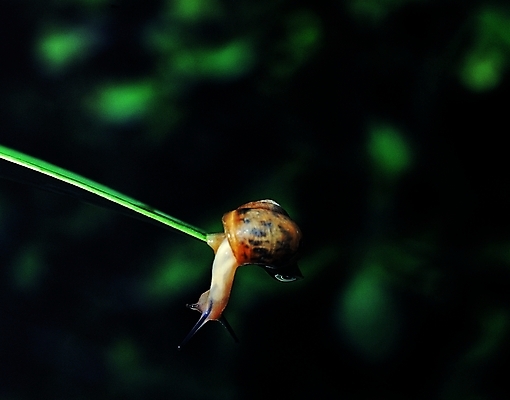 포토 식물 동물 한마리 잎 자연 생물 연체동물 앉기 근접촬영 사람없음 아웃포커스 어둠 촉촉함 물방울 풀잎 숲 이슬 달팽이 더듬이 국내포토 1 뷰포인트 모션 무척추동물 촬영기법 젖음 풀_식물 생태계 파일형식