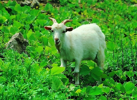 포토 주간 식물 동물 척추동물 한마리 육지동물 컬러 포유류 자연 초식동물 염소 생물 뿔 서기 초원 사람없음 야외 초록색 가축 돌_바위 흰색 풀 축산업 염소뿔 국내포토 자연요소 1 산업 모션 생태계 파일형식