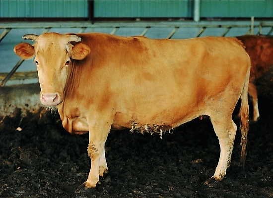 포토 JPG 동물 척추동물 육지동물 두마리 포유류 자연 초식동물 생물 실내 서기 사람없음 가축 목장 소 축산업 축사 황소 소뿔 암소 소우리 국내포토 건축물 산업 2 모션 뿔 내부 암컷 생태계 파일형식