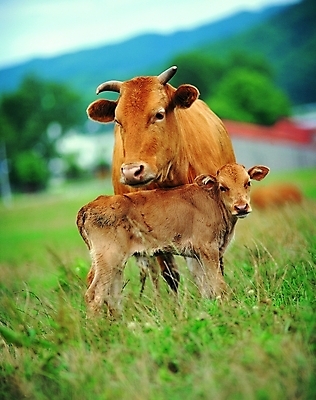 포토 주간 동물 척추동물 육지동물 새끼 두마리 포유류 자연 초식동물 생물 서기 초원 사람없음 야외 가축 풀 소 어미 축산업 황소 소뿔 송아지 국내포토 자연요소 식물 산업 2 모션 뿔 생태계 파일형식