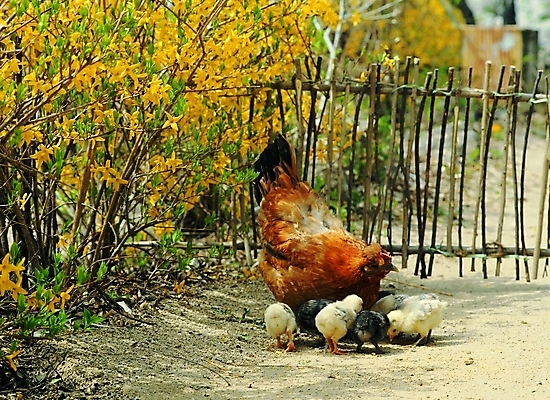 포토 주간 식물 동물 척추동물 꽃 새끼 여러마리 봄꽃 자연 조류 생물 꽃나무 병아리 사람없음 야외 울타리 정원 가축 닭 어미 모이 개나리 땅 닭장 국내포토 자연요소 나무 다수 담장 봄 먹이 생태계 파일형식