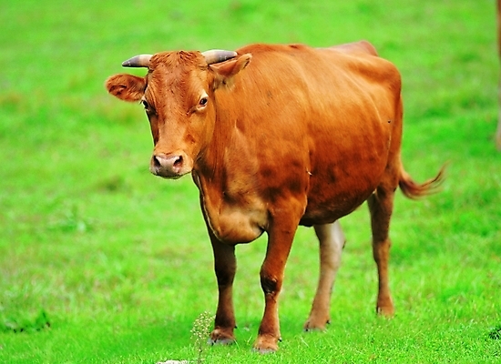 포토 주간 동물 척추동물 한마리 육지동물 포유류 자연 초식동물 생물 서기 잔디 초원 사람없음 야외 가축 목장 풀 소 축산업 황소 소뿔 국내포토 자연요소 식물 1 산업 모션 뿔 생태계 파일형식