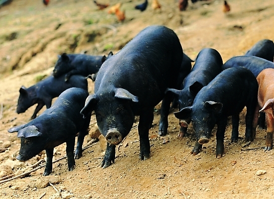 포토 동물 척추동물 육지동물 컬러 여러마리 포유류 자연 생물 사람없음 야외 검은색 가축 흙 돼지 축산업 땅 흑돼지 아프리카돼지열병 국내포토 산업 다수 생태계 파일형식 돼지전염병